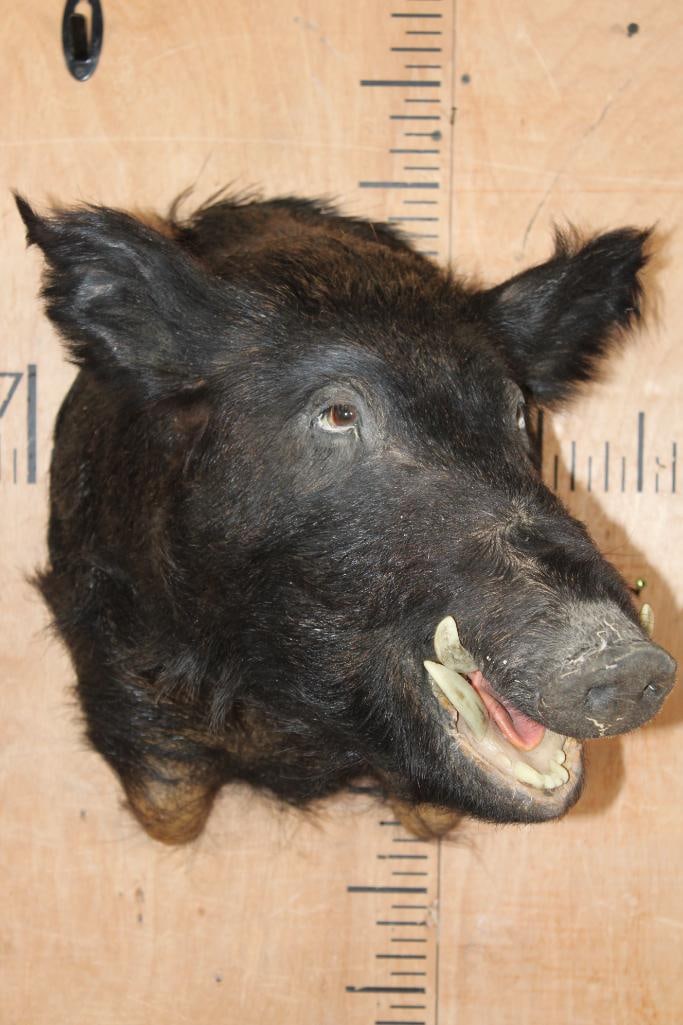 WILD BOAR or HOG Shoulder Mount - 2