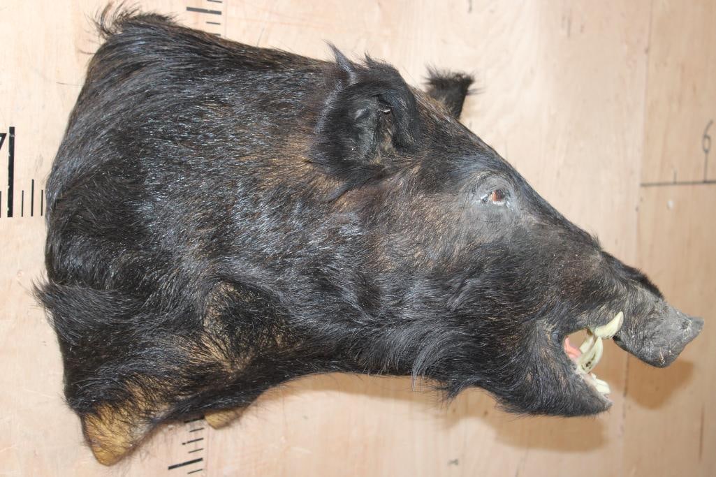 WILD BOAR or HOG Shoulder Mount - 3