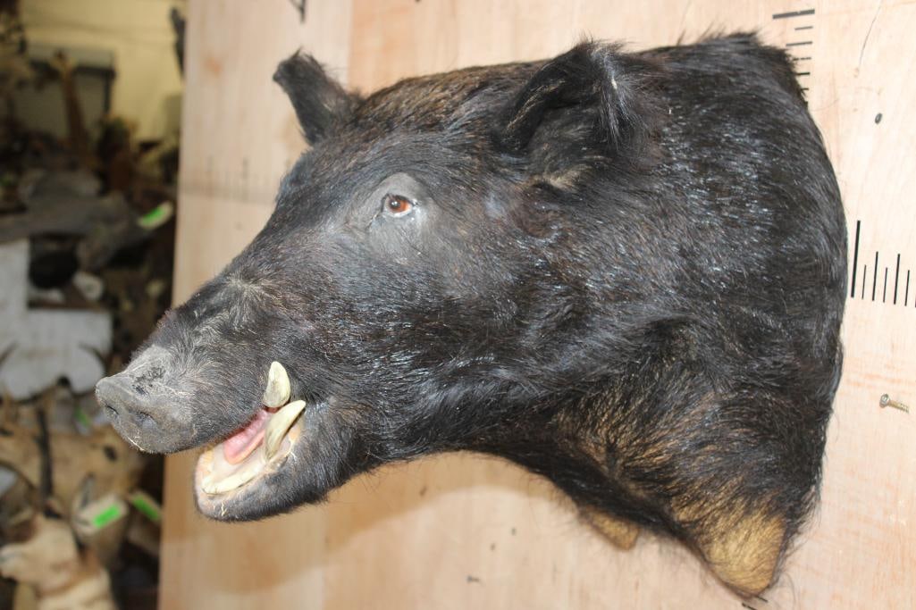 WILD BOAR or HOG Shoulder Mount - 4