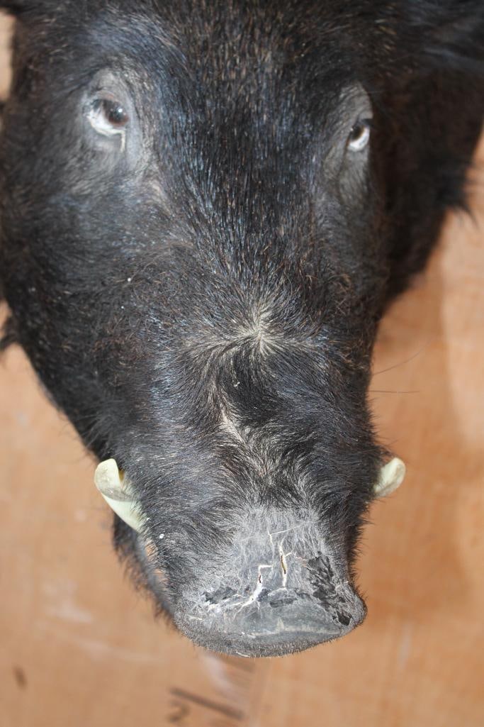 WILD BOAR or HOG Shoulder Mount - 5