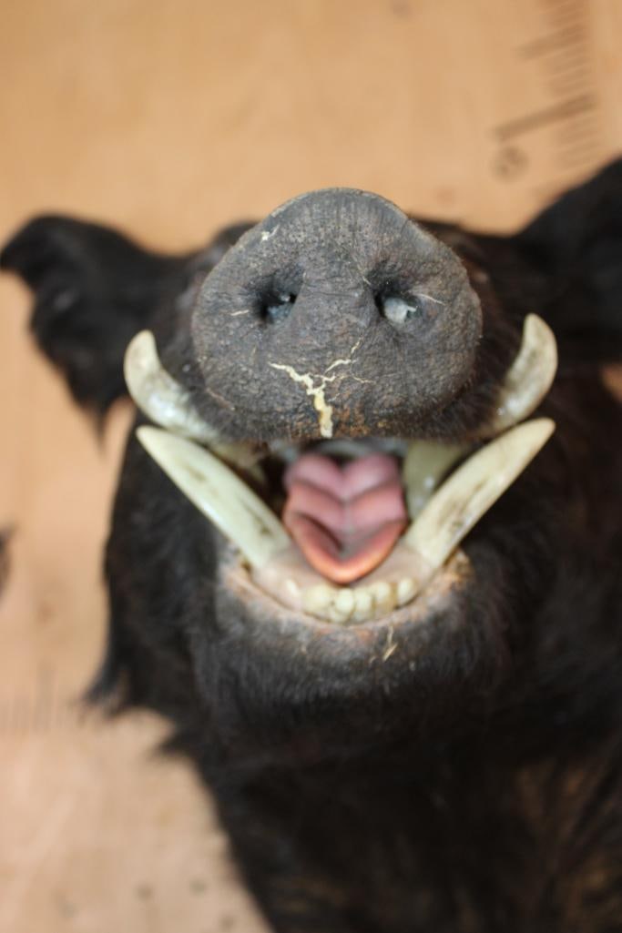WILD BOAR or HOG Shoulder Mount - 6
