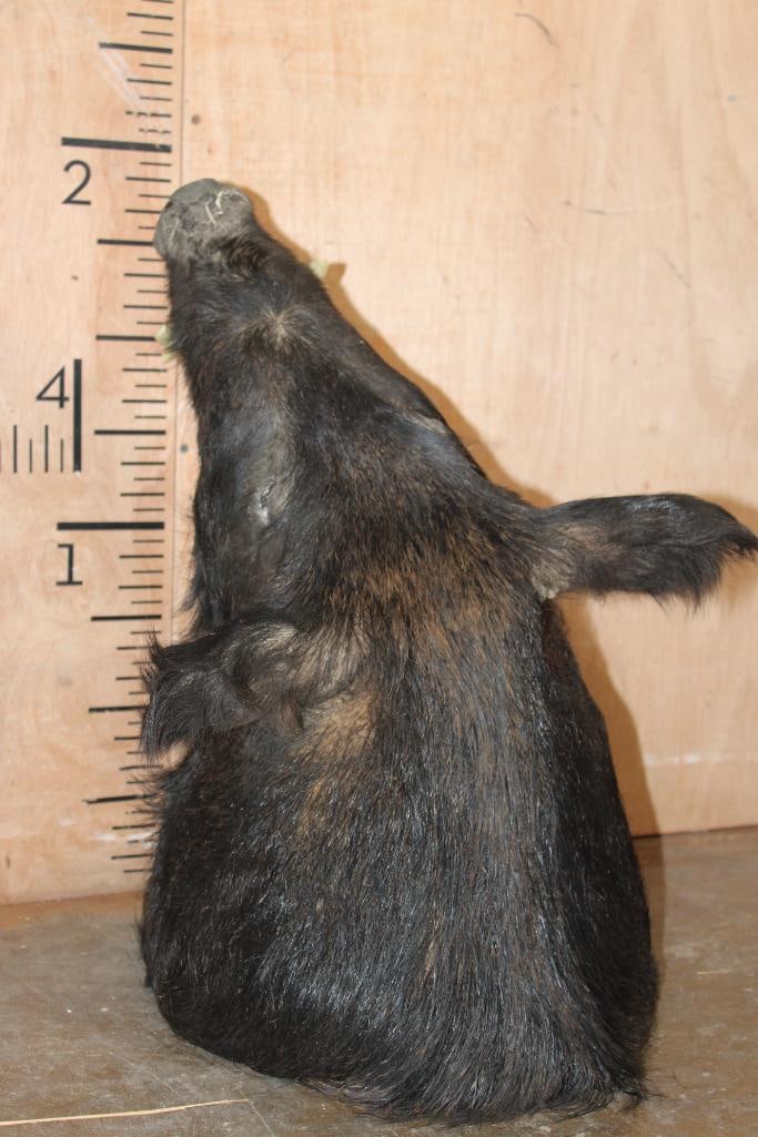 WILD BOAR or HOG Shoulder Mount - 7