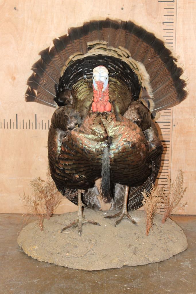 Life-sized "Strutting" TURKEY on a Natural Base: Very Nice Life-sized "Strutting" TURKEY. it is mounted on a Natural Stationary Base. The Total Mount measures 31" Tall x 25" Wide x 21" Depth and is in Good Condition. TAXIDERMY BIRDS 