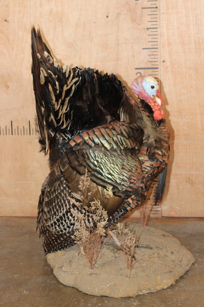 Life-sized "Strutting" TURKEY on a Natural Base - 2