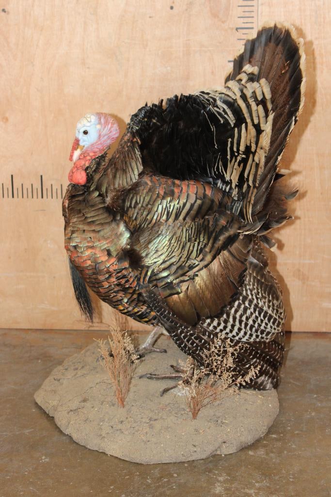 Life-sized "Strutting" TURKEY on a Natural Base - 3