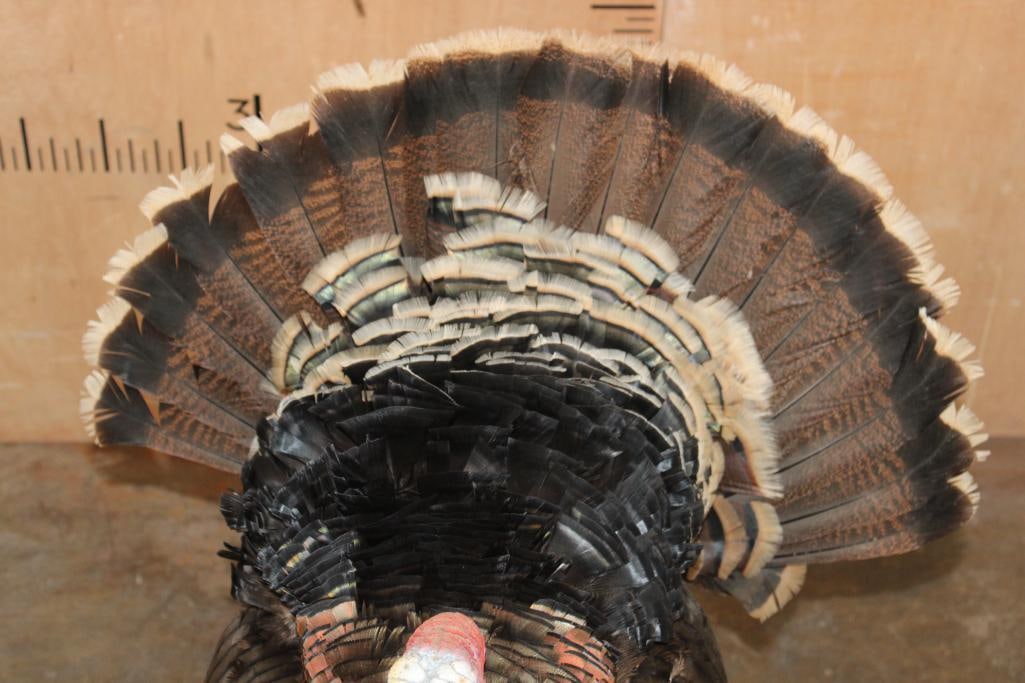 Life-sized "Strutting" TURKEY on a Natural Base - 4