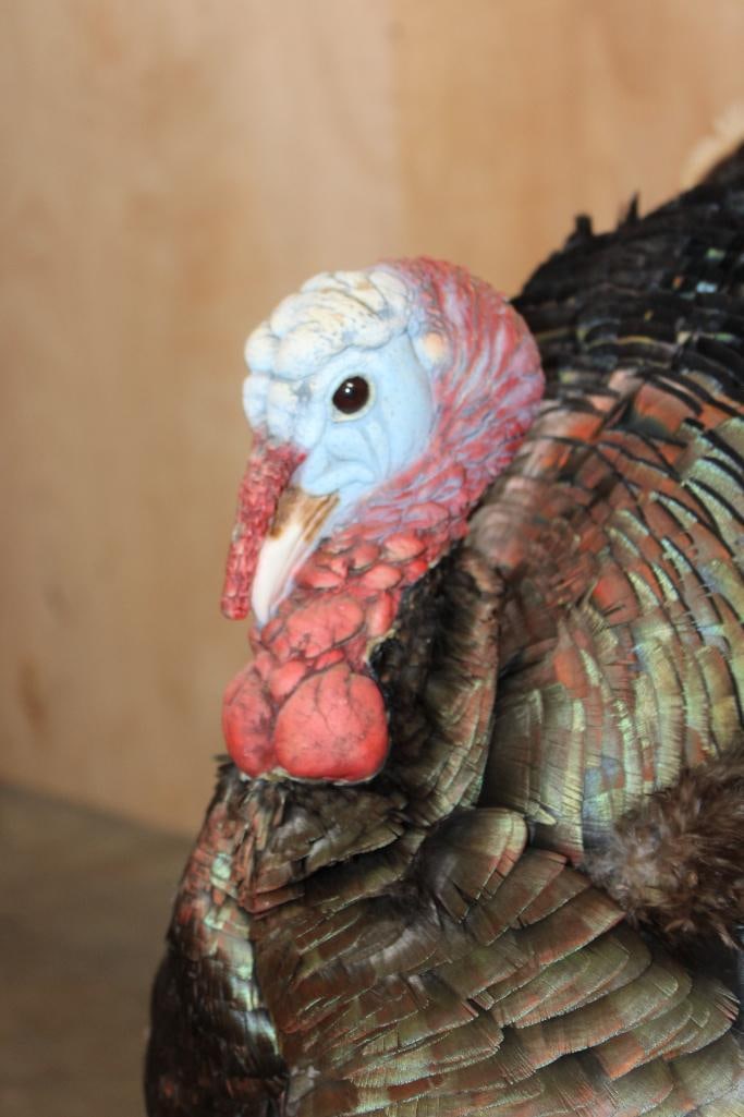 Life-sized "Strutting" TURKEY on a Natural Base - 5