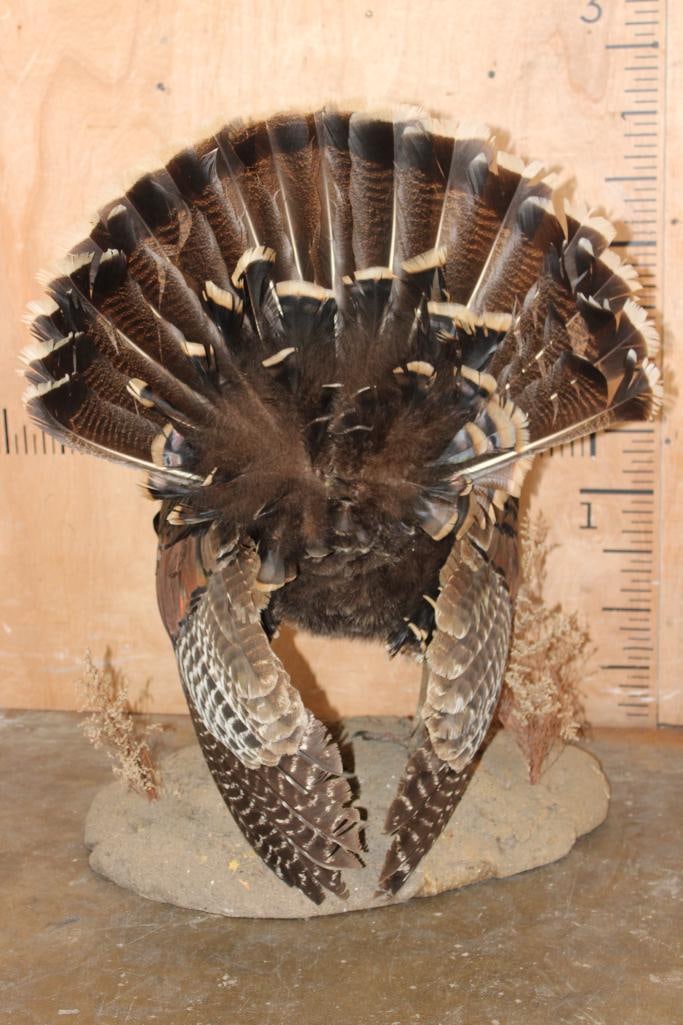 Life-sized "Strutting" TURKEY on a Natural Base - 6