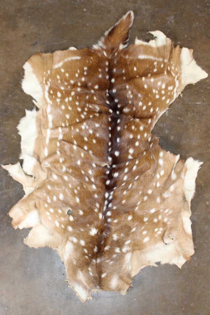 Soft and Clean AXIS DEER Hide: Soft and Clean AXIS DEER Hide. It measures 46" Long x 30" Wide and has some holes from the tanning process. TAXIDERMY HIDES 