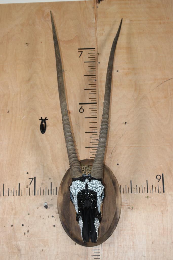 Bedazzled GEMSBOK Skull on a Wood Plaque: Sparkling Bedazzled GEMSBOK Skull mounted on a Wood Plaque. The Horns measure 35 7/8" and 35 1/8" Long and are Removable. TAXIDERMY SKULLS 