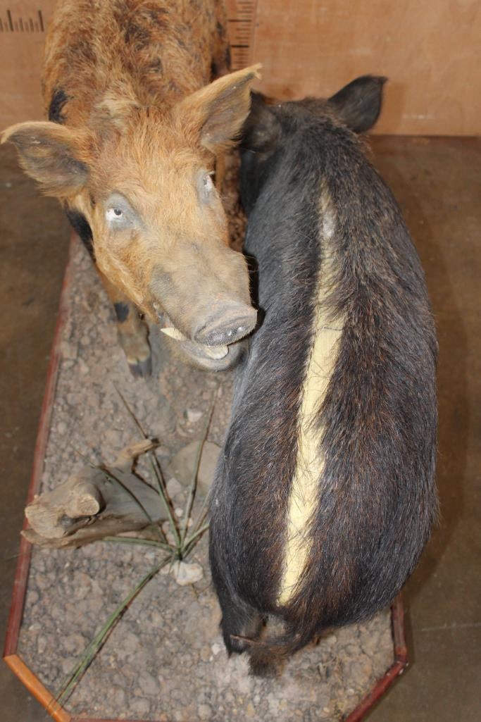 2 Life-sized PIGS on a Decorative Wood Base - 2