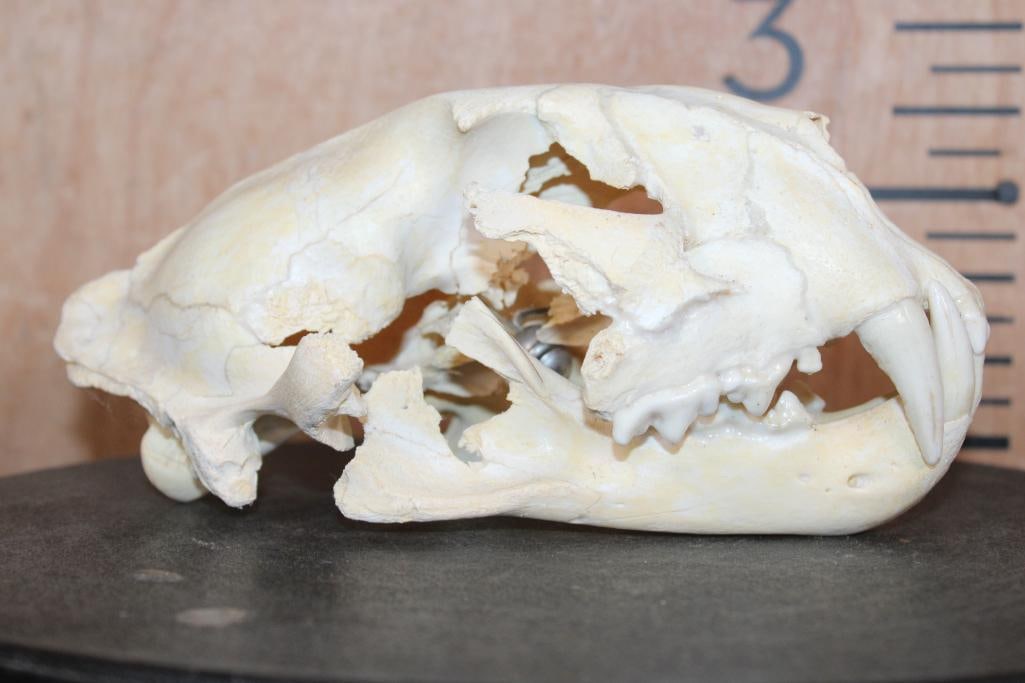 *TEXAS RESIDENTS ONLY* LEOPARD Skull - 2