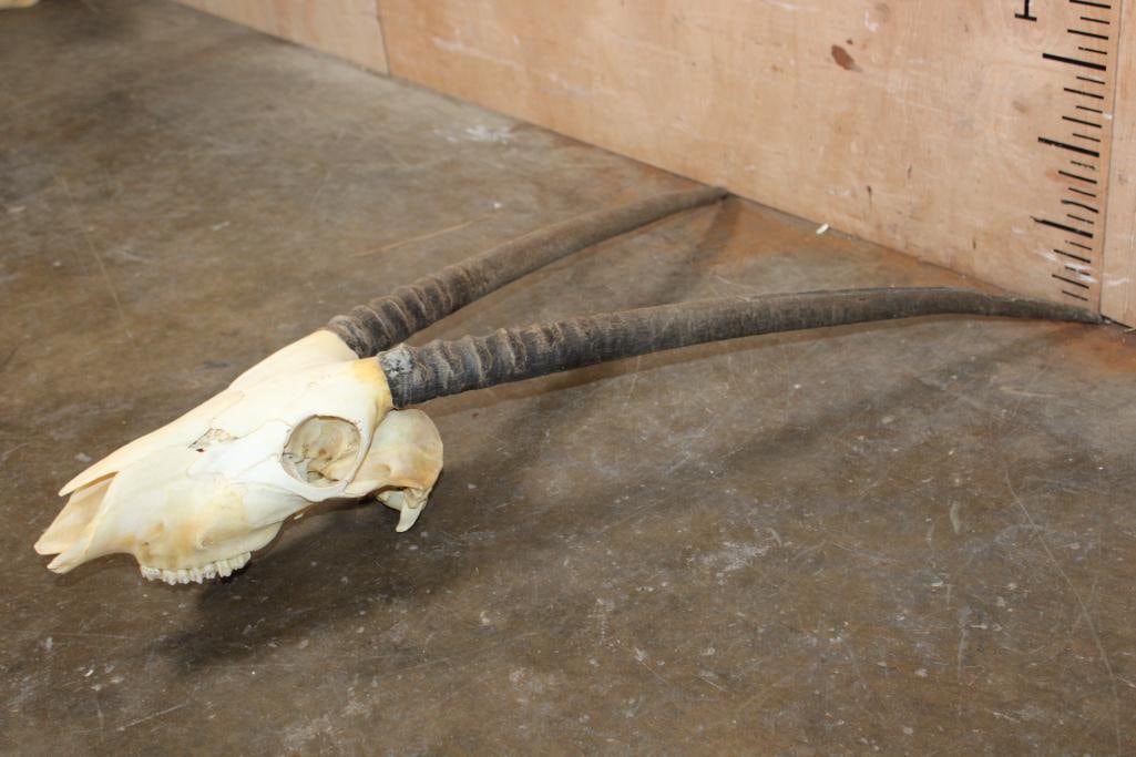 GEMSBOK Skull - 2