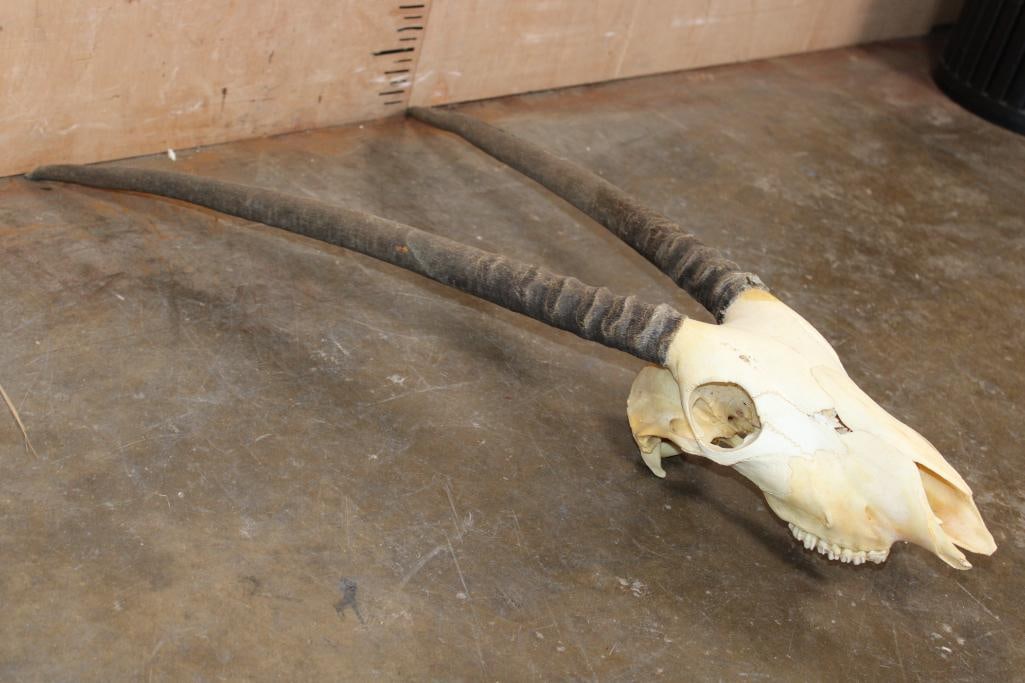 GEMSBOK Skull - 3