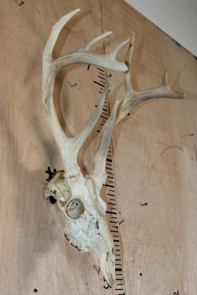 9-Point WHITETAIL DEER Skull with a Tall Basket - 2
