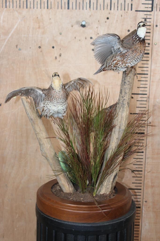 3 QUAIL "Taking Flight" on a Decorative Wood Base - 2