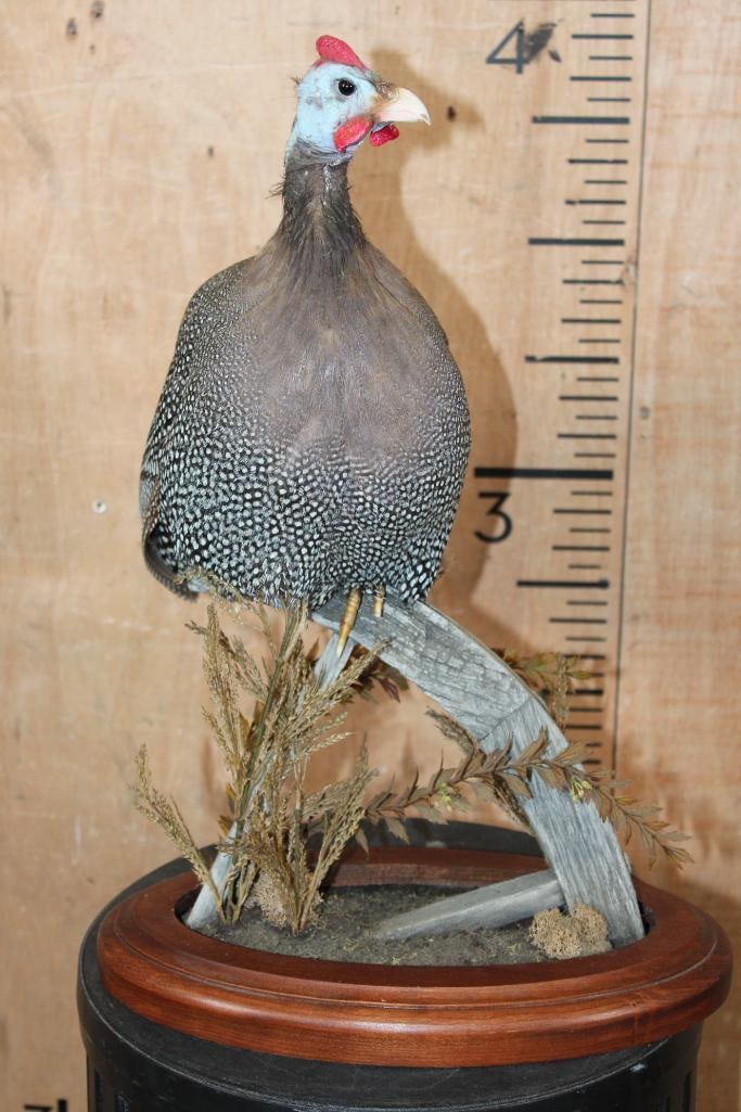 GUINEA FOWL Mounted on a Decorative Wood Table Base - 2