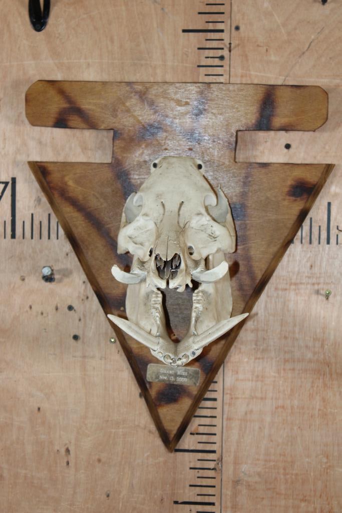 WILD BOAR or FERAL HOG Skull Mounted on a Wood Arrow shaped Plaque: WILD BOAR or FERAL HOG Skull with most of its teeth. It is mounted on a Wood arrow shaped Plaque. TAXIDERMY SKULLS 