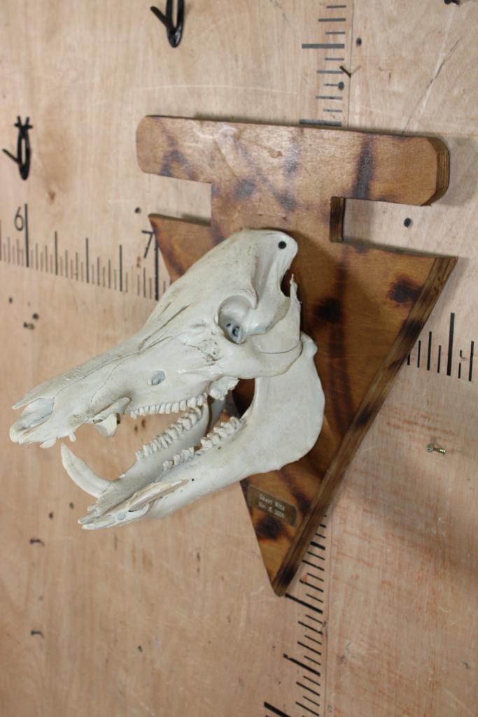 WILD BOAR or FERAL HOG Skull Mounted on a Wood Arrow shaped Plaque - 2