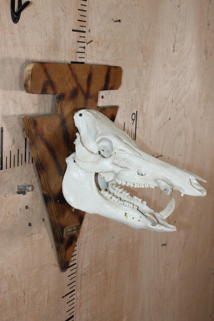 WILD BOAR or FERAL HOG Skull Mounted on a Wood Arrow shaped Plaque - 3