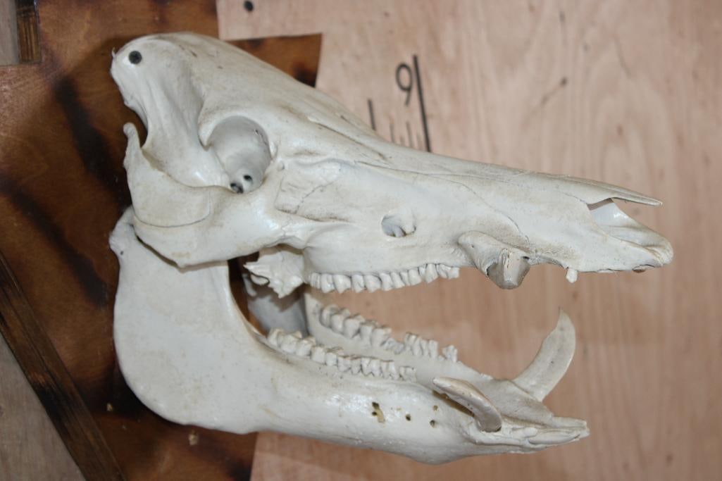 WILD BOAR or FERAL HOG Skull Mounted on a Wood Arrow shaped Plaque - 4
