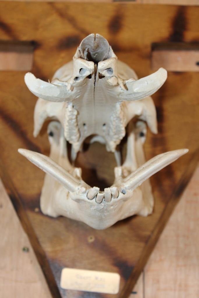 WILD BOAR or FERAL HOG Skull Mounted on a Wood Arrow shaped Plaque - 5