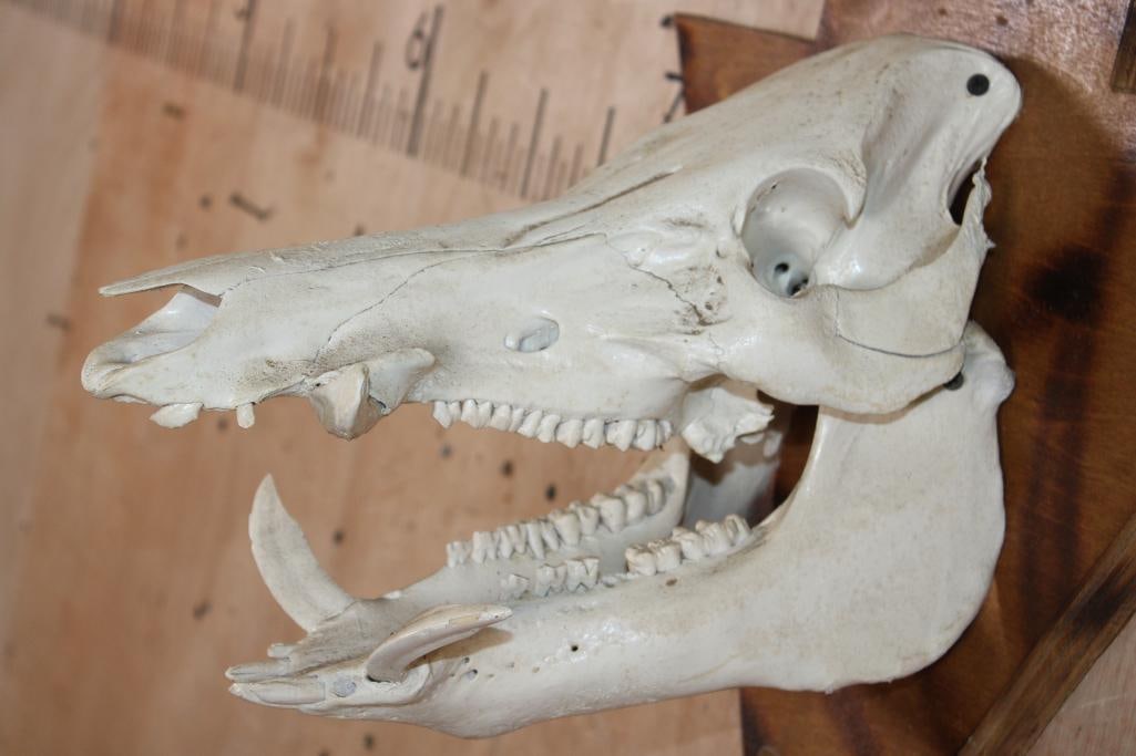 WILD BOAR or FERAL HOG Skull Mounted on a Wood Arrow shaped Plaque - 6