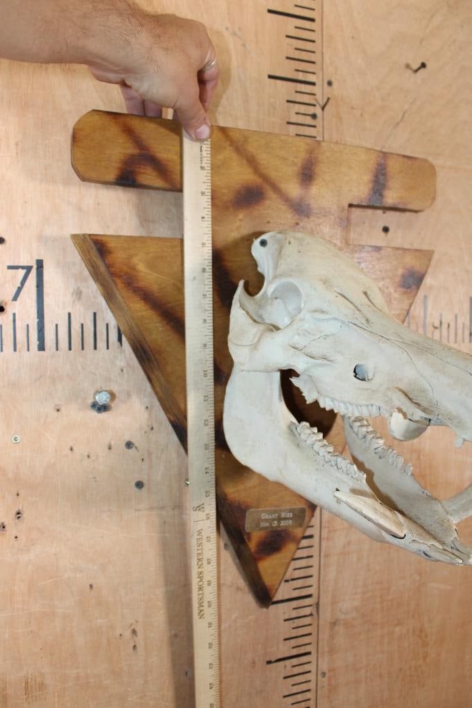 WILD BOAR or FERAL HOG Skull Mounted on a Wood Arrow shaped Plaque - 7