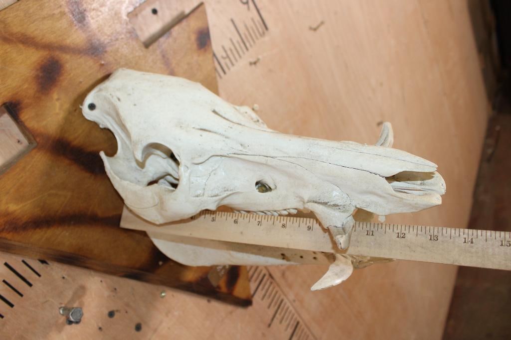 WILD BOAR or FERAL HOG Skull Mounted on a Wood Arrow shaped Plaque - 8