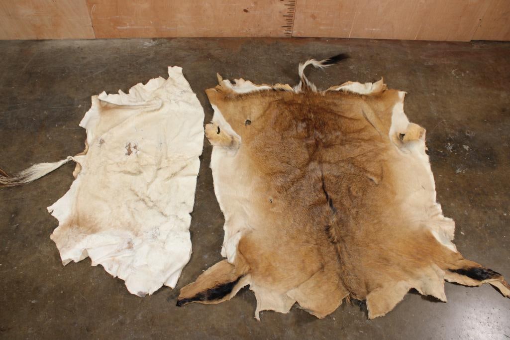 (1) RED HARTEBEEST Hide and (1) WHITE BLESBOK Back Hide: 1 RED HARTEBEEST Hide that measures 64" Long x 55" Wide. 1 WHITE BLESBOK Back Hide that measures 53" Long x 36" Wide. TAXIDERMY HIDES 