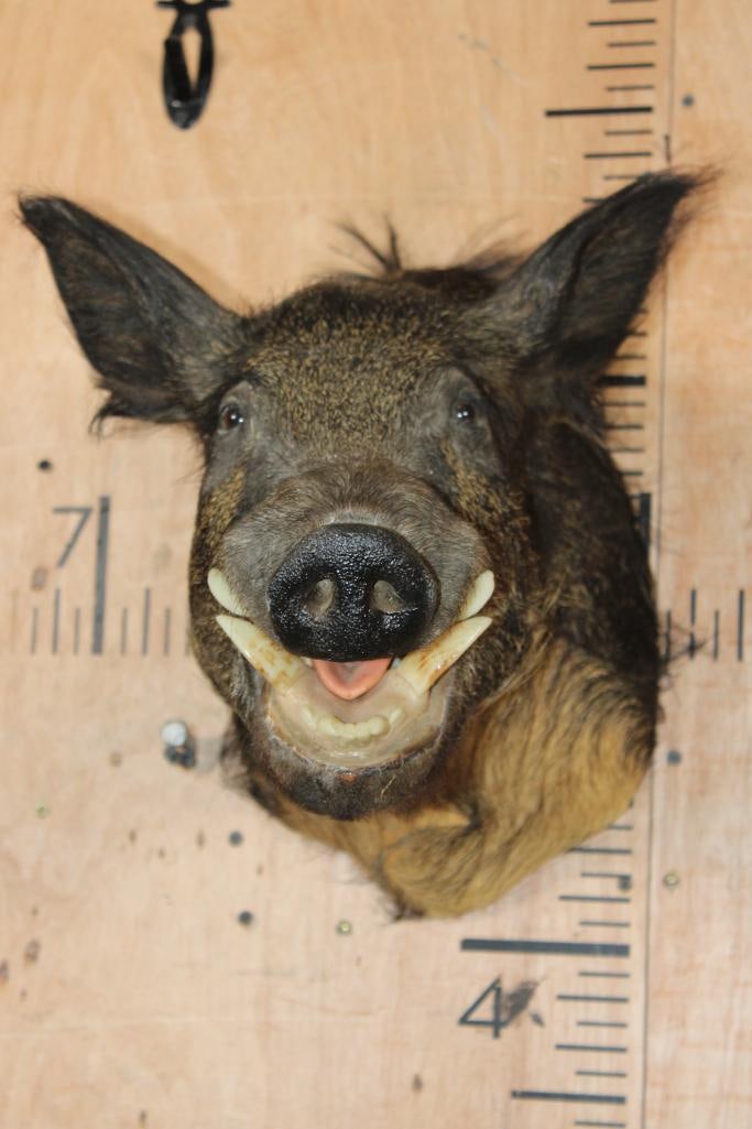 Juvenile HOG or WILD BOAR Shoulder Mount: Juvenile HOG or WILD BOAR Shoulder Mount. It is in Good Condition. TAXIDERMY 