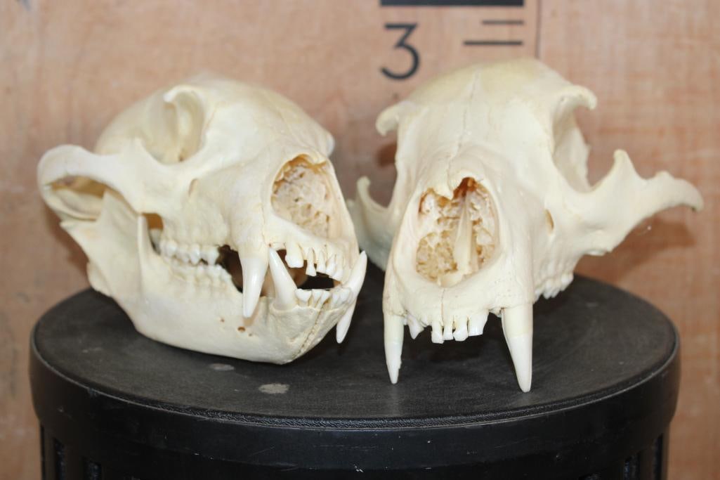 (2) BLACK BEAR Skulls - 2