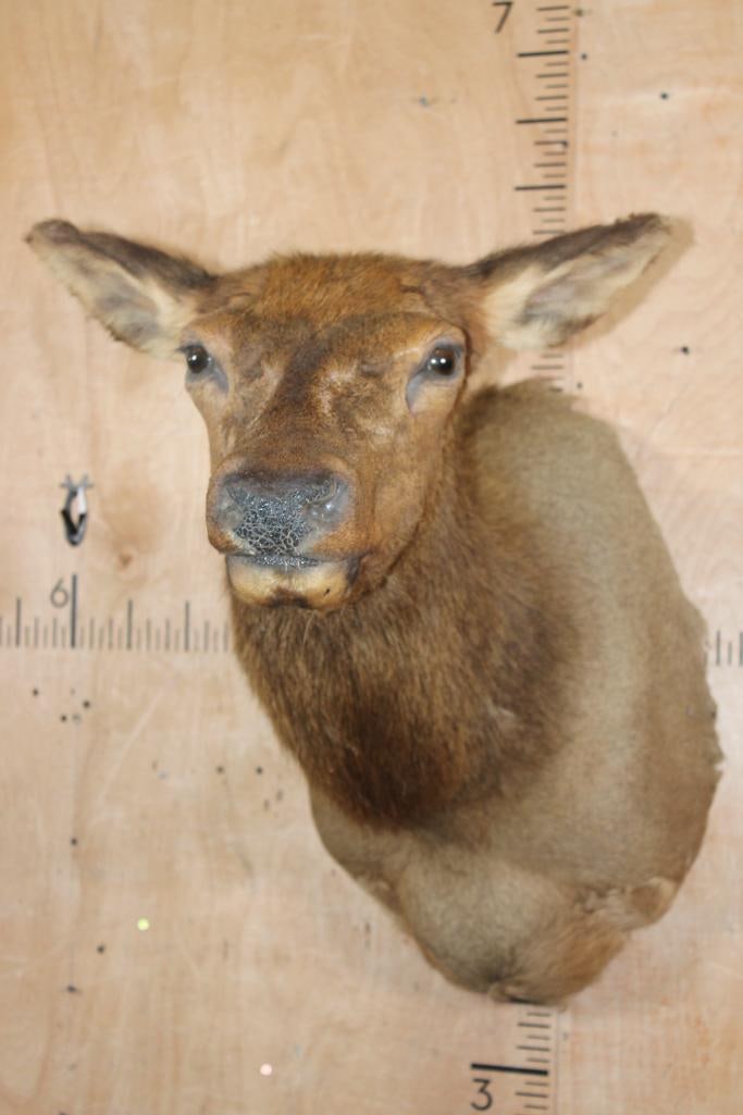 Female ELK Shoulder Mount - 2