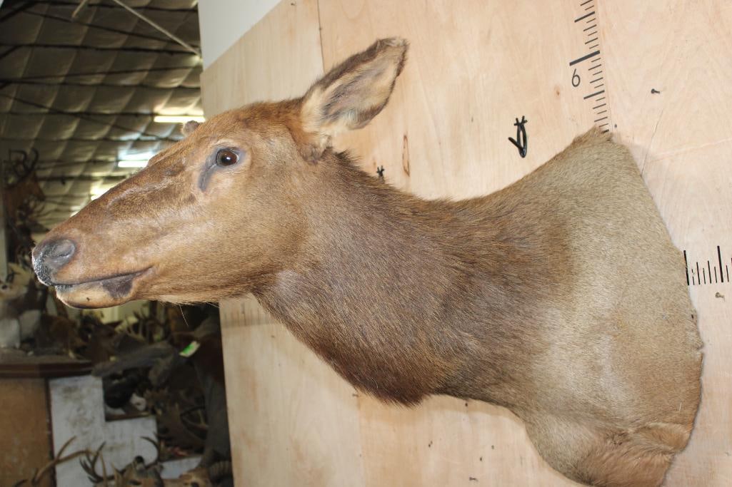 Female ELK Shoulder Mount - 3