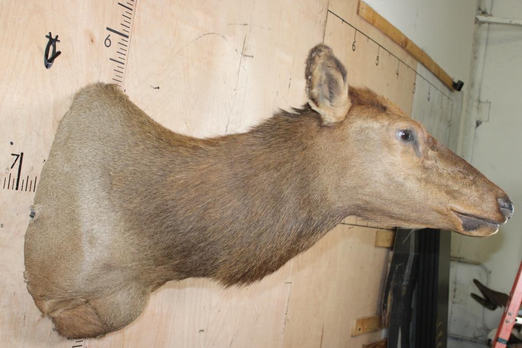 Female ELK Shoulder Mount - 4