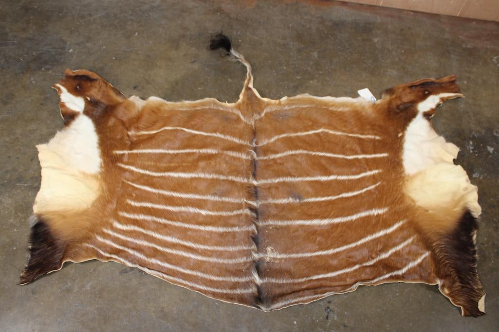 BONGO Back Hide: Very Nice and Clean BONGO Back Hide. It was "Taken" in 2019 and measures 78" Wide x 50" Long and is in Very Good Condition. TAXIDERMY HIDES 