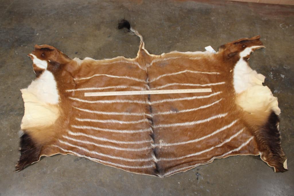 BONGO Back Hide - 2