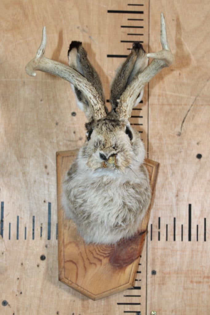 JACKALOPE Shoulder Mount on a Wood Plaque: JACKALOPE Shoulder Mount on a Wood Plaque. It needs a nose repair, otherwise she is in Good Condition. TAXIDERMY 