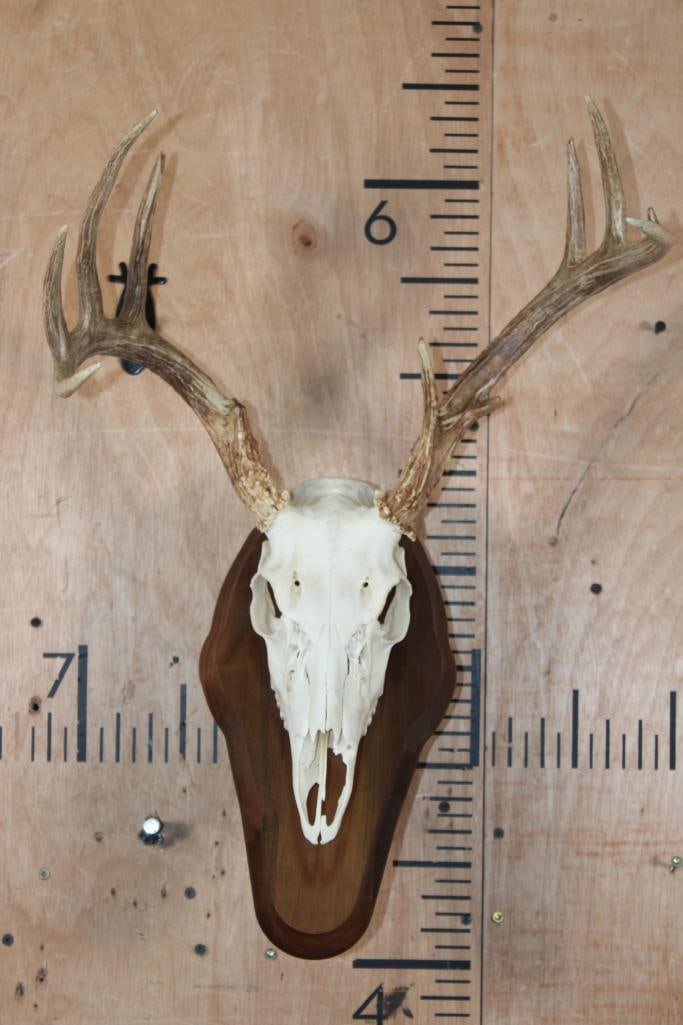 9-Point WHITETAIL DEER Skull on a Wood Wall Pedestal: 9-Point WHITETAIL DEER Skull with a 16 7/8" Spread. It has All its Teeth and is mounted on a Wood Wall Pedestal. It has minor nose damage. TAXIDERMY SKULLS 