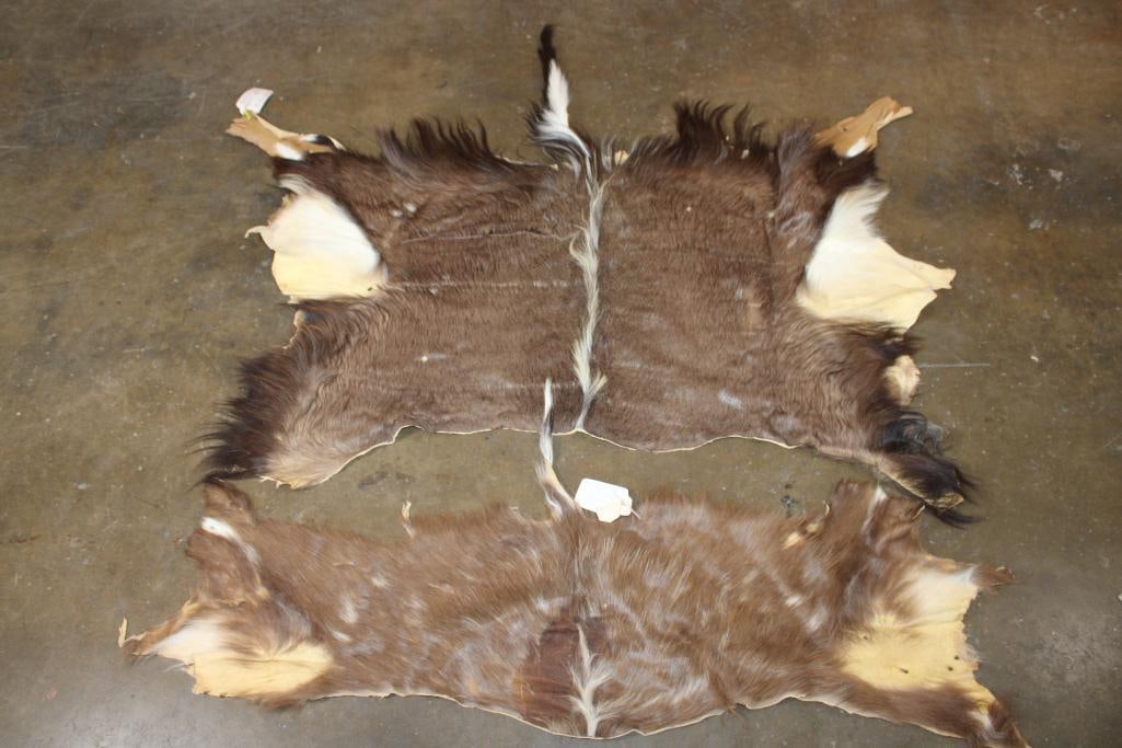 (1) NYALA Hide and (1) SITATUNGA Back Hide: 2 Very Nice and Clean Hides. There is an NYALA Hide that measures 63" Long x 45" Wide. 1 SITATUNGA Back Hide that measures 53" Wide x 21" Tall. They were "Taken" in 2019 and are in Very Good