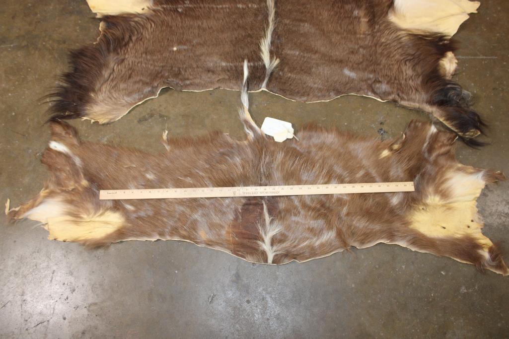 (1) NYALA Hide and (1) SITATUNGA Back Hide - 3