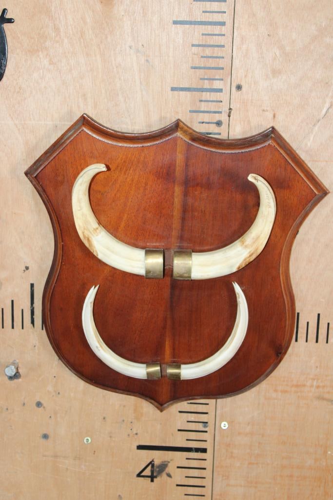 Set of WARTHOG Tusks on a Wood Plaque: Set of WARTHOG Tusks on a Wood Plaque. The Plaque measures 15" Tall x 14.5" Wide. TAXIDERMY 