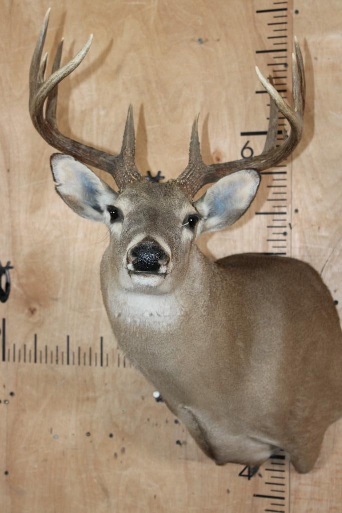 11-Point WHITETAIL DEER Shoulder Mount: 11-Point WHITETAIL DEER Shoulder Mount with a 17.5" Spread. It has a left eye crack, otherwise it is in Good Condition. TAXIDERMY 