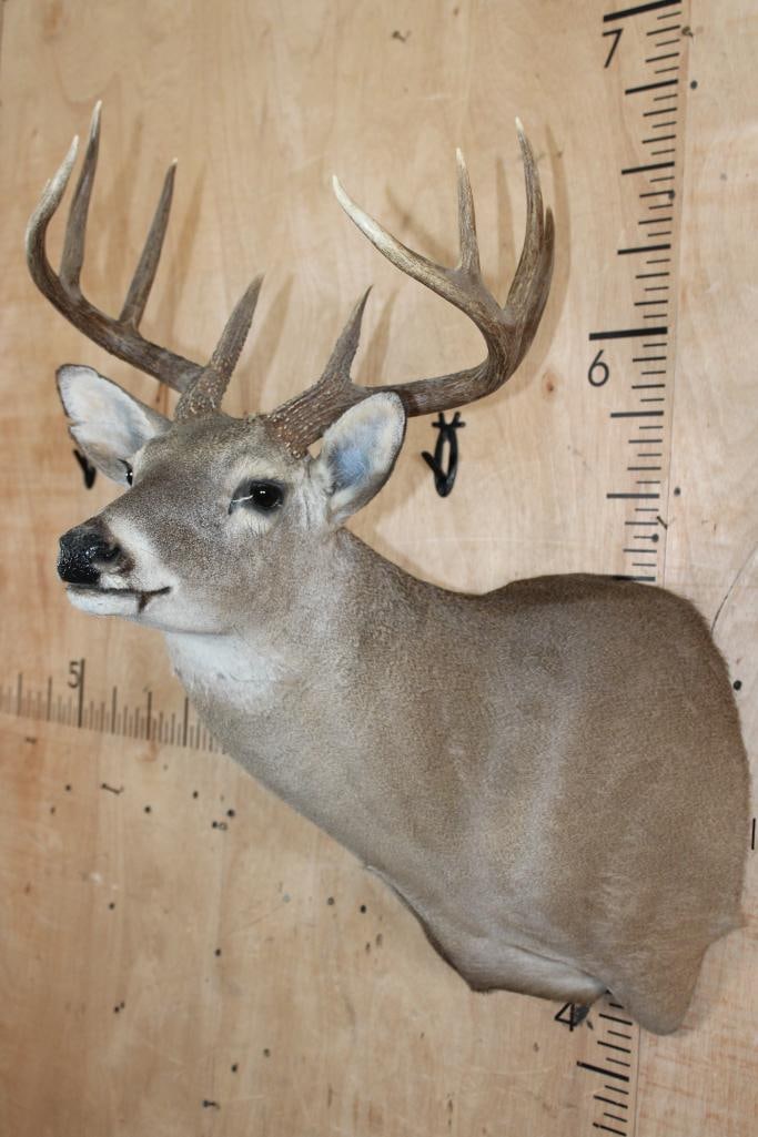 11-Point WHITETAIL DEER Shoulder Mount - 2