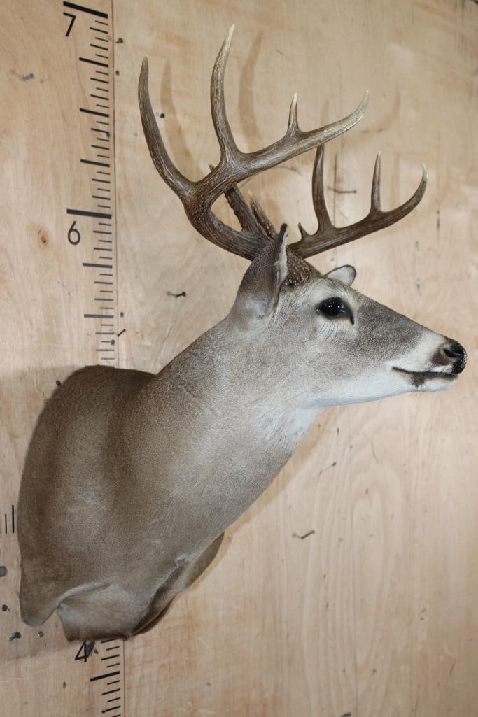 11-Point WHITETAIL DEER Shoulder Mount - 3