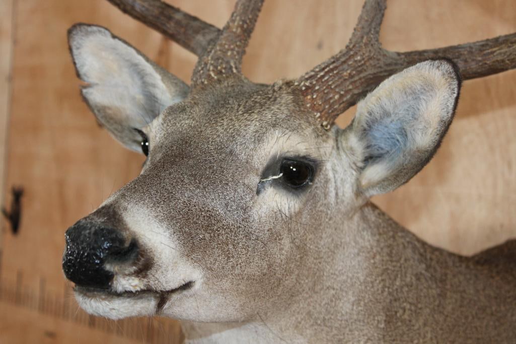 11-Point WHITETAIL DEER Shoulder Mount - 4