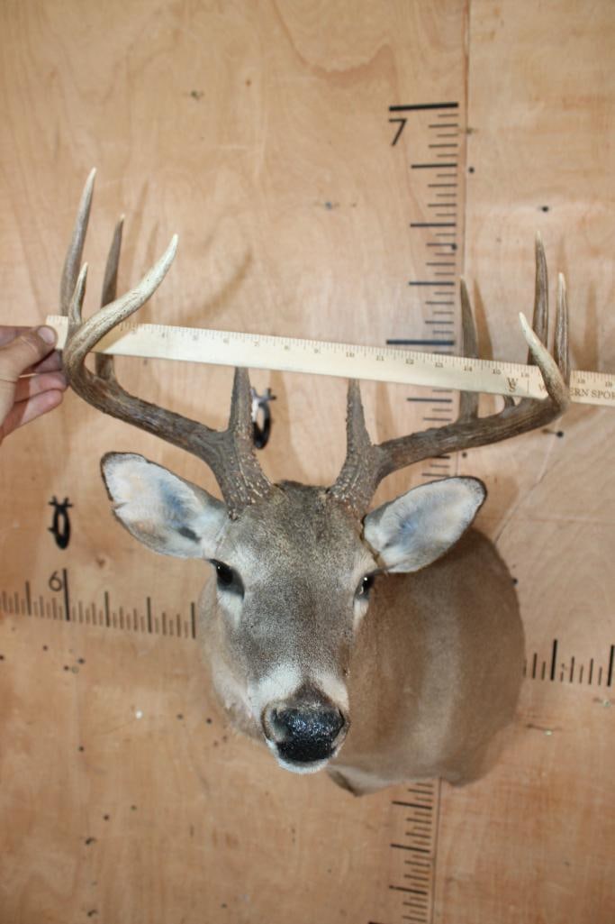 11-Point WHITETAIL DEER Shoulder Mount - 5