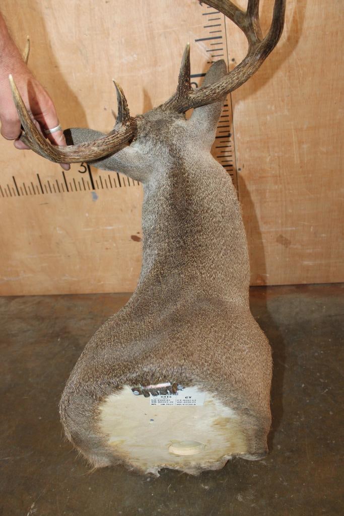 11-Point WHITETAIL DEER Shoulder Mount - 6