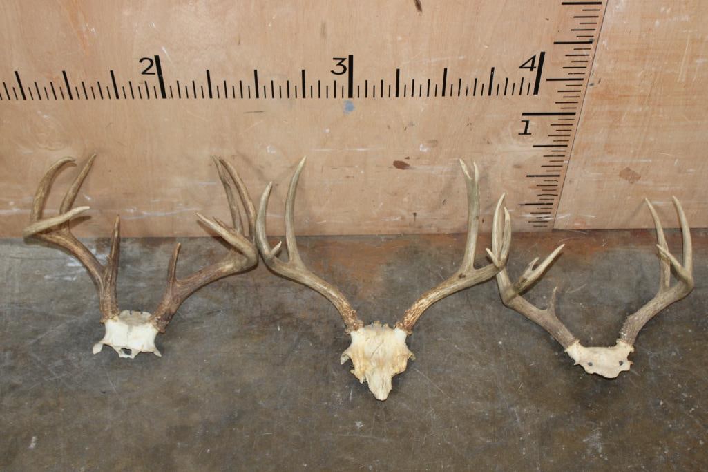 (3) WHITETAIL Racks on Skull Caps: 3 Smaller WHITETAIL Racks on Skull Caps. TAXIDERMY 