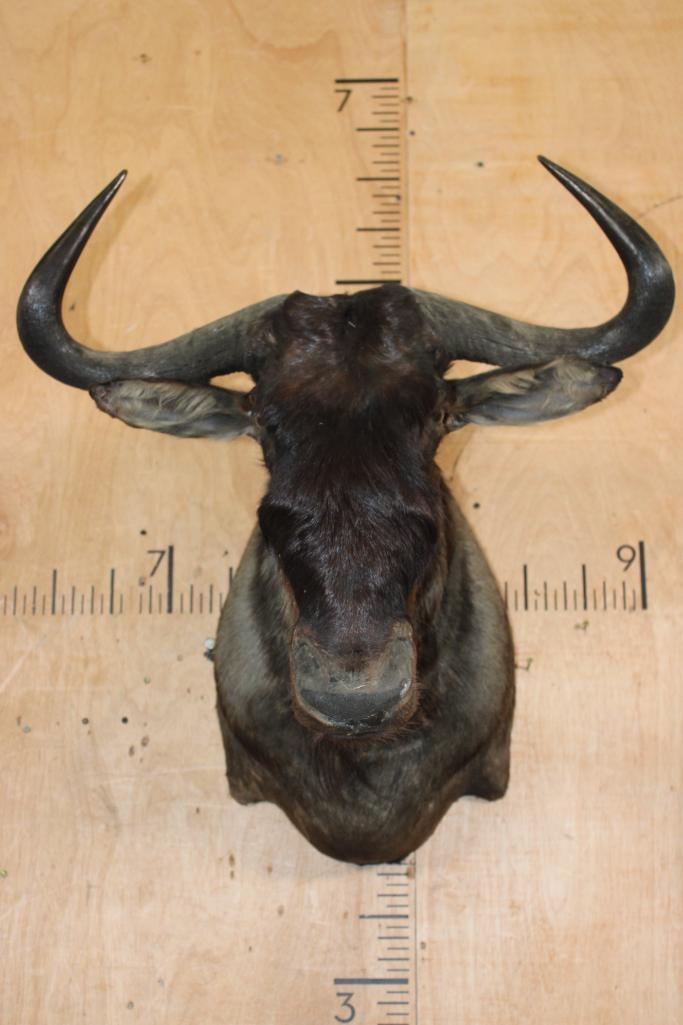 BLUE WILDEBEEST Shoulder Mount: Nice BLUE WILDEBEEST Shoulder Mount. It has a 26.5" Spread and is in Good Condition. TAXIDERMY 